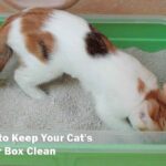 Cleaning and Maintaining Your Cats Litter Box Made Easy