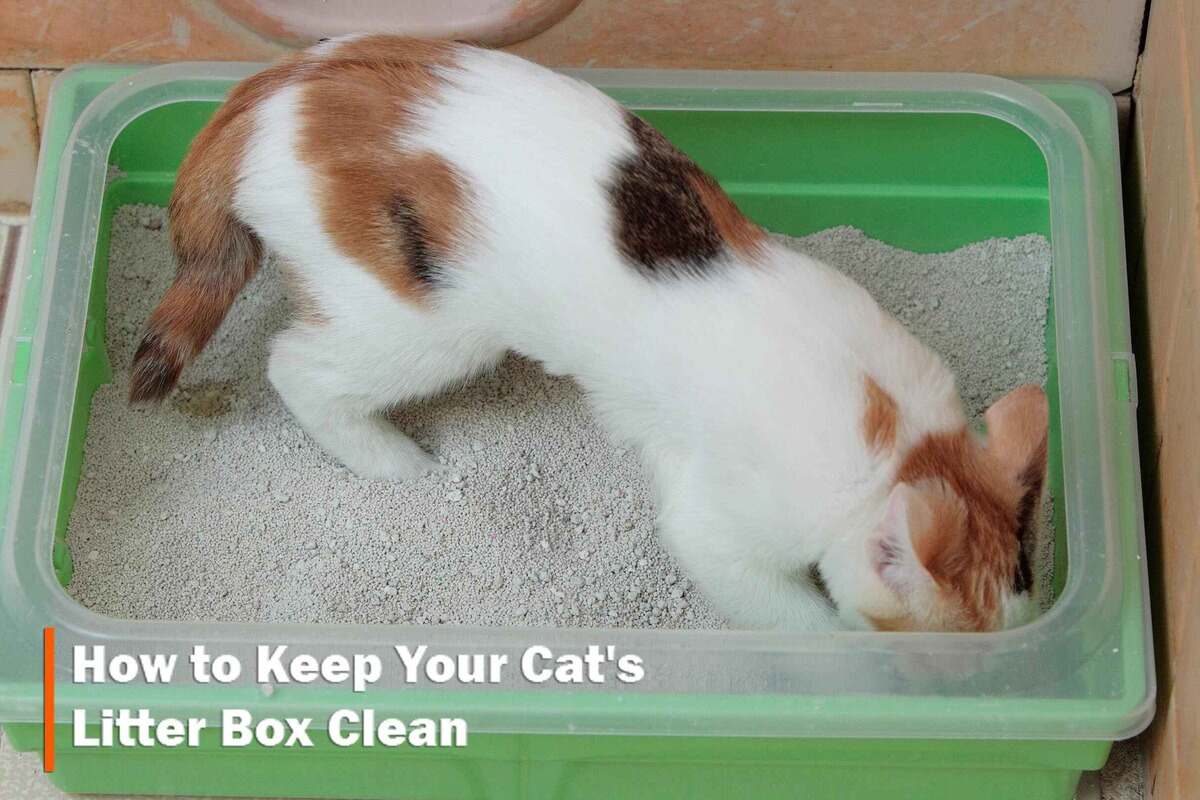 Cleaning and Maintaining Your Cats Litter Box Made Easy